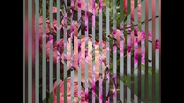 Tình duyên đầu năm - Quốc Đại, Cẩm Ly