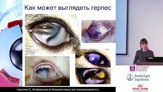 Гунина А. А. - Глазные поражения при герпесвирусной инфекции