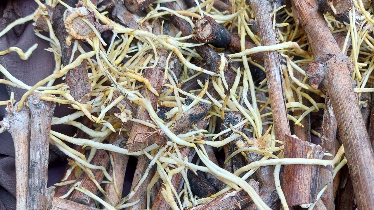 تجذير العنب بطريقه سهلة وناجحة 100 % , Vitis spp