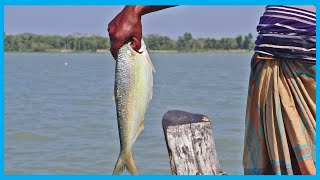 Amazing Fast Hilsa Fish Catching Skill by Village Fishers | Fish Corn