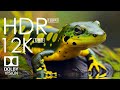 Best dolby vision 12kr 120fps  beautiful colorful animals in the world with soothing music