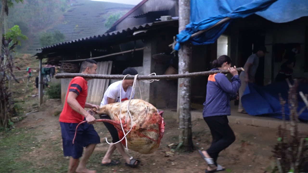 NGẢ MỘT CON TRÂU TO ĂN TẾT | Nhịp Sống Thường Ngày