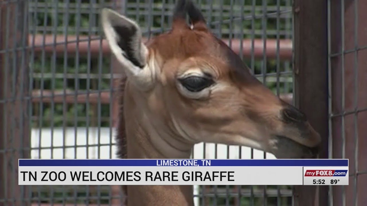 A rare spotless giraffe was born in a Tennessee zoo