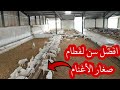 لازم تعرف الوقت المناسب لفطام الخرفان الصغار وكدالك كمية العلف ونصائح مهمه جدا قبل الإفطام