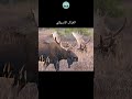 اشياء اكبر مما تتوقع Shorts اشياء اكبر مما تتوقع Shorts