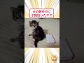 犬の散歩中に生まれたての子猫拾ったやで #猫動画 #猫のいる暮らし #2ch動物スレ #子猫