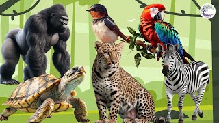 Funniest Animal Sounds In Nature: Gorilla, Bird, Parrot, Zebra, Leopard, Turtle