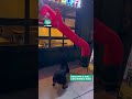 my dog just met her new obsession