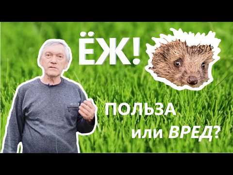 Вопрос: Стоит ли прикармливать ежа на садовом участке?