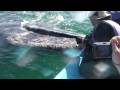 Touching The Whales In San Ignacio Lagoon, Baja, Mexico