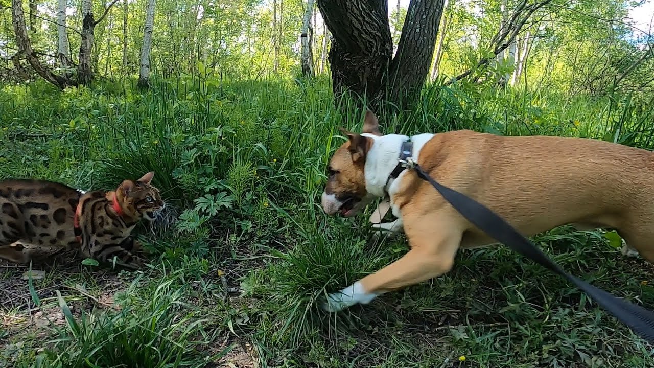 Бультерьер против бенгальской кошки. Отчаянная кошка преследует бультерьера.