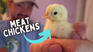 First Time Raising CHICKENS For MEAT!