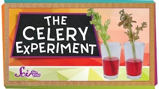 The Color-Changing Celery Experiment!