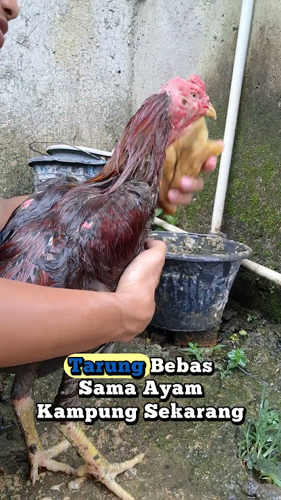 tips nyah dong bosku supaya cepet sehat lagi ayam kita🙏#ayambirma #salamsatuhobi #salamsehat
