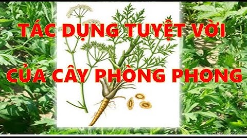 TÍNH NĂNG ĐẶC BIỆT CỦA PHÒNG PHONG -TÁC DỤNG TRỊ NHỨC ĐẦU- ĐAU XƯƠNG KHỚP