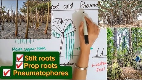 Stilt root|Prop root|Pneumatophores|BSc and MSc botany topic.