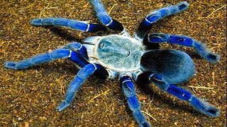 Top 10 Most Venomous Spiders