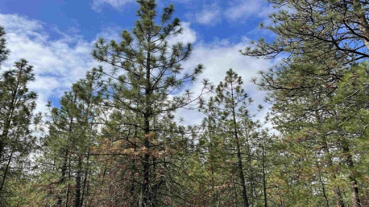 5273 S Dorset, Spokane, WA Presented by The Spokane Home Guy Group.