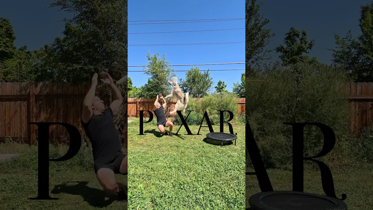 Dog jumping off trampoline tackles his dad 