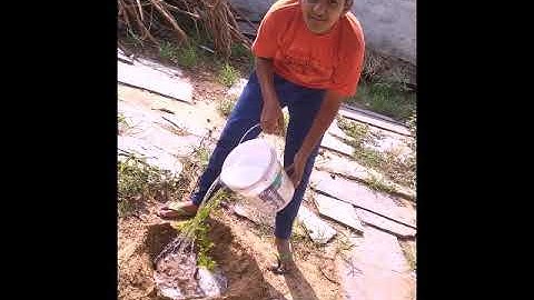 Yuvraj a student of class 7th from Suraj School Rewari, planting and Watering the plants