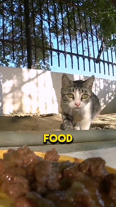 Guy finds genius way to feed cats #catslife #animals #viral