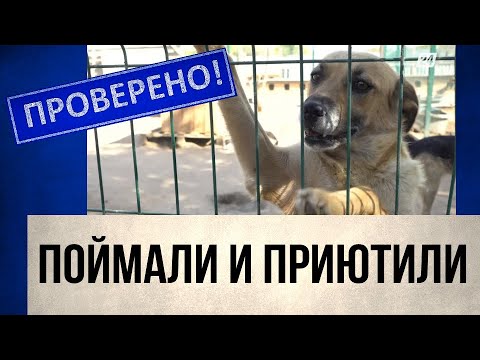 Новые правила по отлову бездомных животных введут в Казахстане | Проверено!