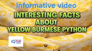 INTERESTING FACTS ABOUT YELLOW BURMESE PYTHON || INFORMATIVE VIDEO