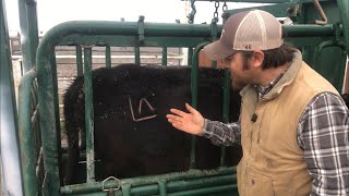 How I Work 40 Cows by Myself!