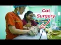 Surgery Day: A Day in the Life of a Vet Student