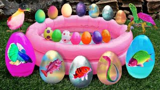 Colorful surprise eggs lobster snake cichlid betta fish turtle butterfly fish roach