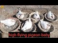 Kabutar Se bacche palvane ka sahi Tarika / high flying pigeon / Punjabi kabutar
