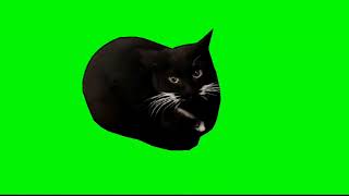 Maxwell Cat Meme (Spin + Dance) [Improved Green Screen]