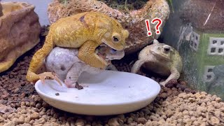 隣にいるカエルが2段重ねだったのを見たカエルの反応が最高すぎる           Toad's reaction to seeing two layers of toads next to him.