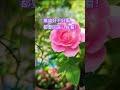🌹 #Rose #flowers #garden #nature #玫瑰花 #youtubeshorts #shorts #natural flowers ##trendingshorts