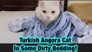 Turkish Angora Cat in Some Dirty Bedding by Asseth83 242 views 1 year ago 6 minutes, 53 seconds
