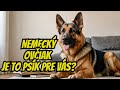 10 Zásadných Dôvodov Prečo Milovať Nemeckých Ovčiakov