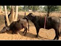 Jota buffalo mating amazing moments village life