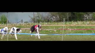 Silken Windhound LGRA racing April 24
