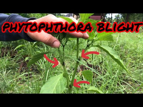 Video: Phytophthora Pepper Blight - Hoe Phytophthora-symptomen op peperplanten te voorkomen