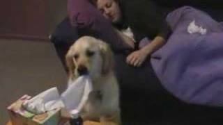 Riley Sneeze by The Tank Doctor 1,092 views 17 years ago 11 seconds