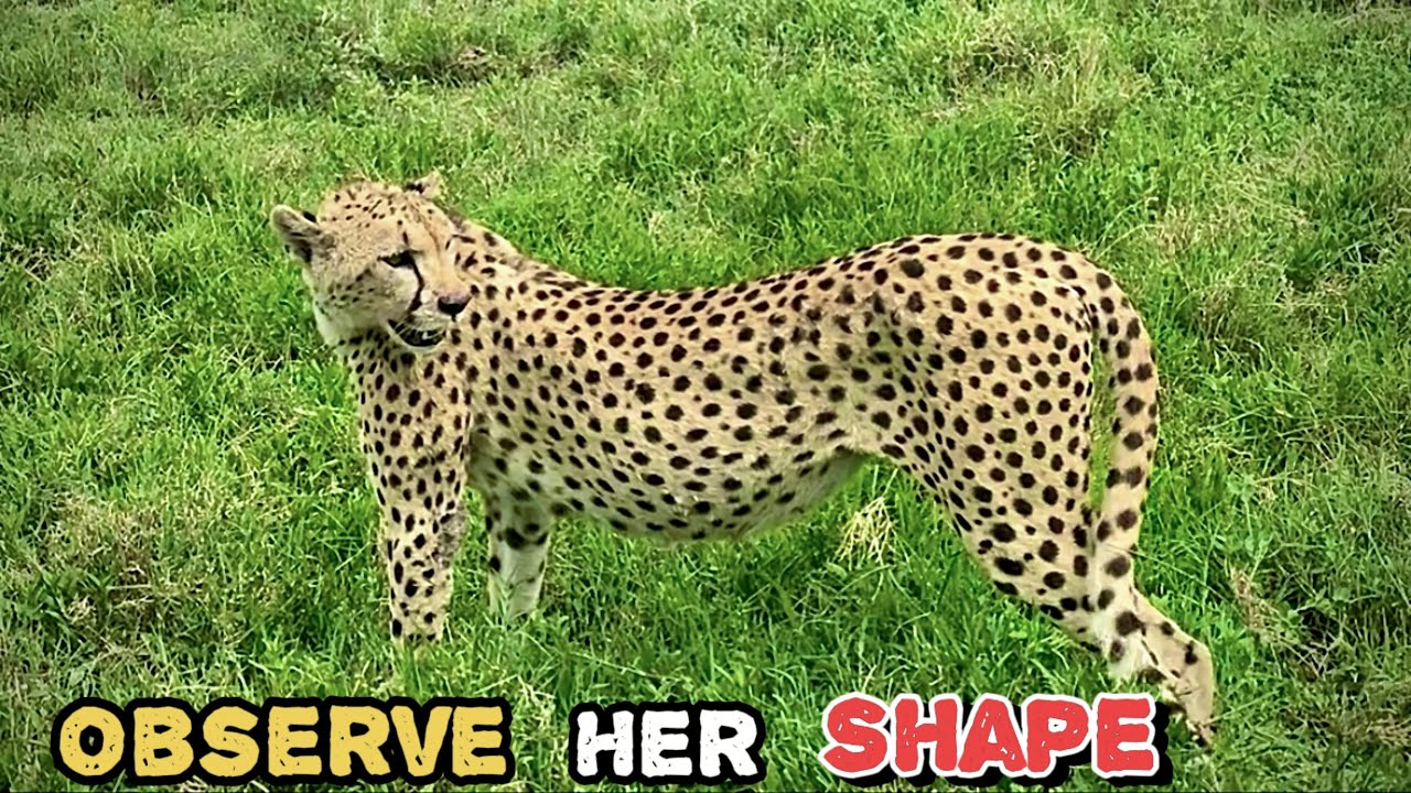 Look at her shape 🐆 cheetahs are build for speed | Roar and Howl ...