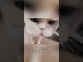 Why Your Cat NEEDS This Upgraded Cardboard Scratcher!