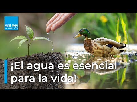 Vídeo: Per què l'aigua és essencial per a la biologia de la vida?