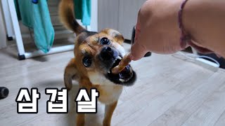 고기를 탐하는 짐승 by 시골청견-강아지 일상 Vlog 채널 490 views 2 weeks ago 3 minutes, 19 seconds