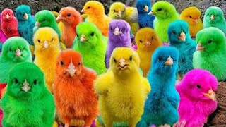 World Cute Chickens, Colorful Chickens, Rainbows Chickens, Cute Ducks, Cat, Rabbits,Cute Animals🐤🐤🦆🐟