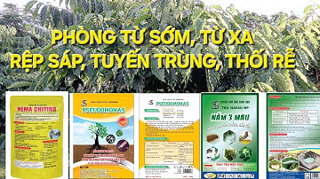 Sử dụng nấm phòng rệp sáp, tuyến trùng, thối rễ cho vườn Cà phê. MV Nhân Trí.