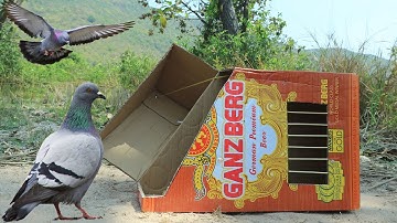 Simple Quick Pigeon Trap Using Cardboard Box - Easy Bird Traps
