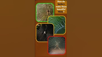 Do Spiders create silk from ass? in 56 seconds #science #shorts #biology
