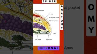 Do Spiders create silk from ass? in 56 seconds #science #shorts #biology