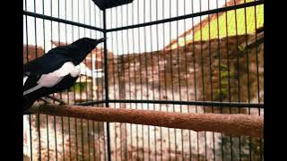 burung kacer jedag jedug story wa